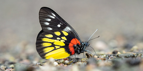 We Produce Educational Materials on Biodiversity and the Environment