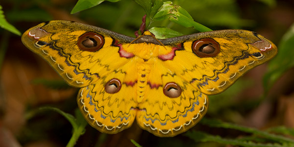 We Document Biodiversity