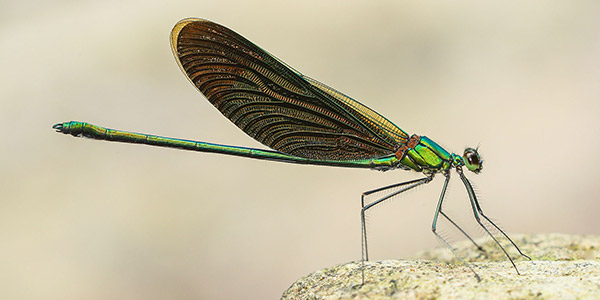 We Provide Professional Training on Biodiversity