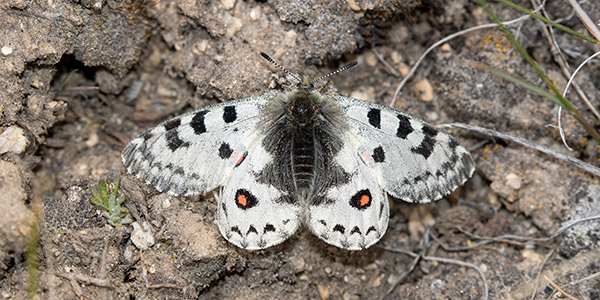 We Support Native Biodiversity