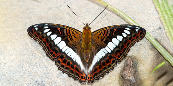 We Help Protect Endangered Species