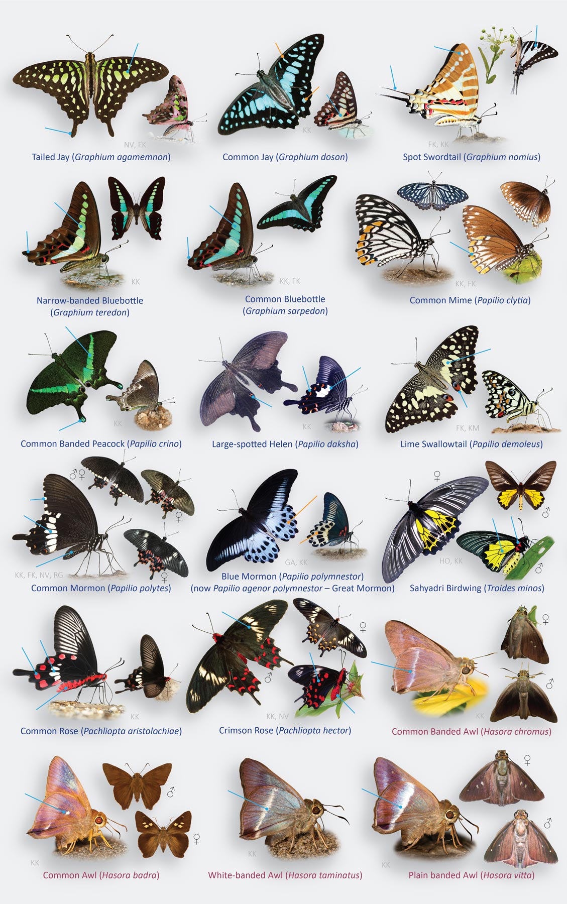 Butterflies of Indian Urban Greeneries sample