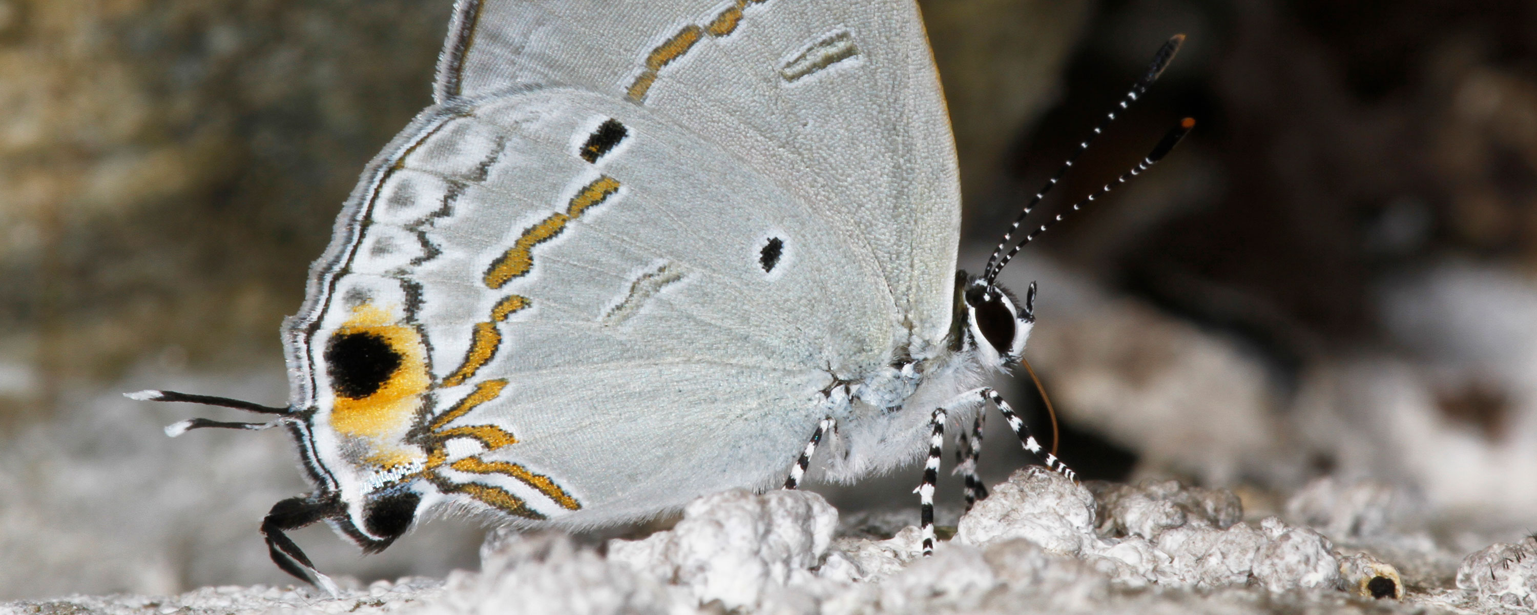 Banded Tit (Hypolycaena narada), a butterfly that was discovered in Namdapha
