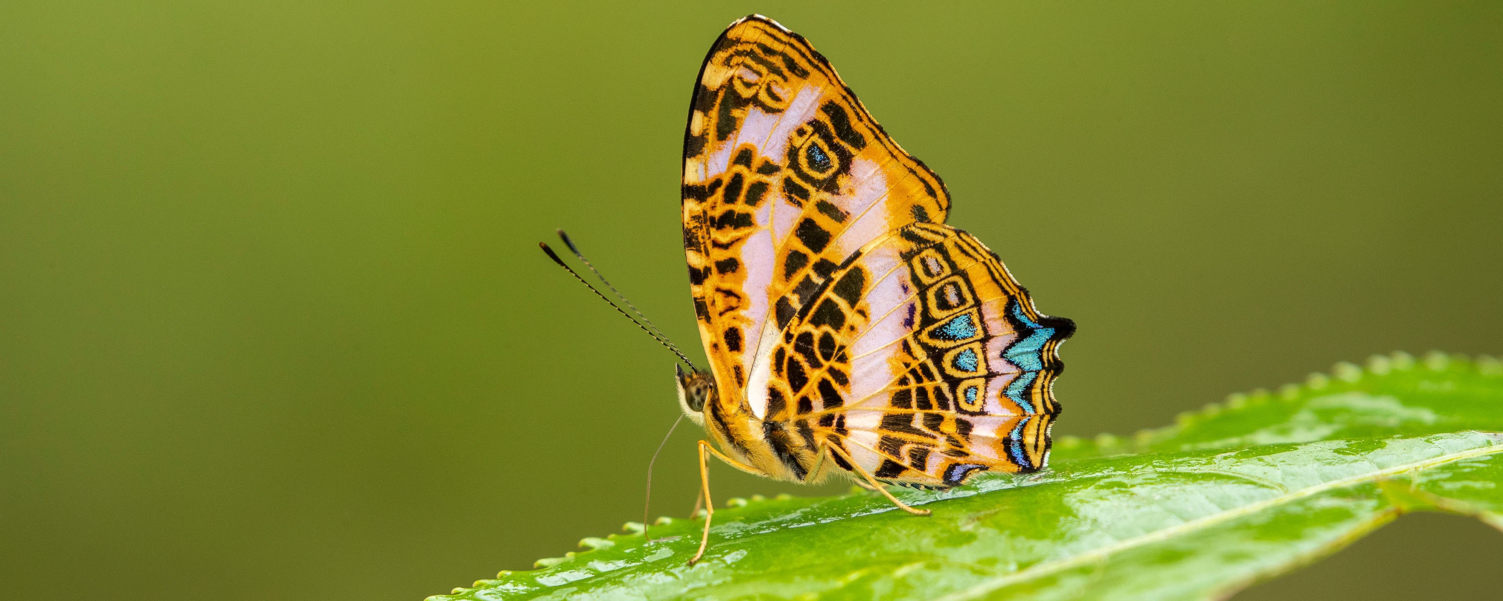 Scarce Jester, a Schedule I species